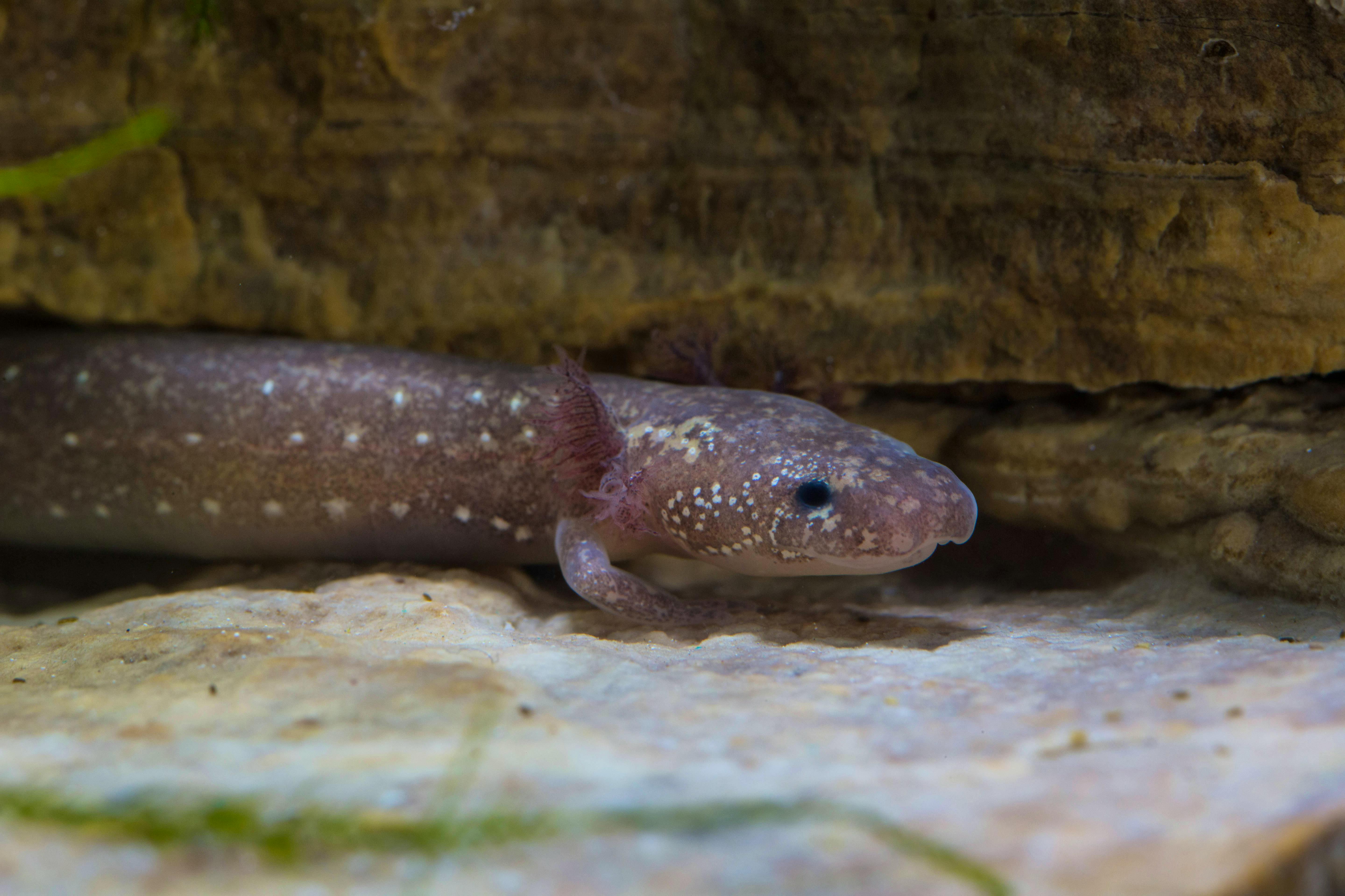 2016.05.11 - Barton Springs Salamander - San Marcos Aquatic Resources Center - Ryan Hagerty-USFWS