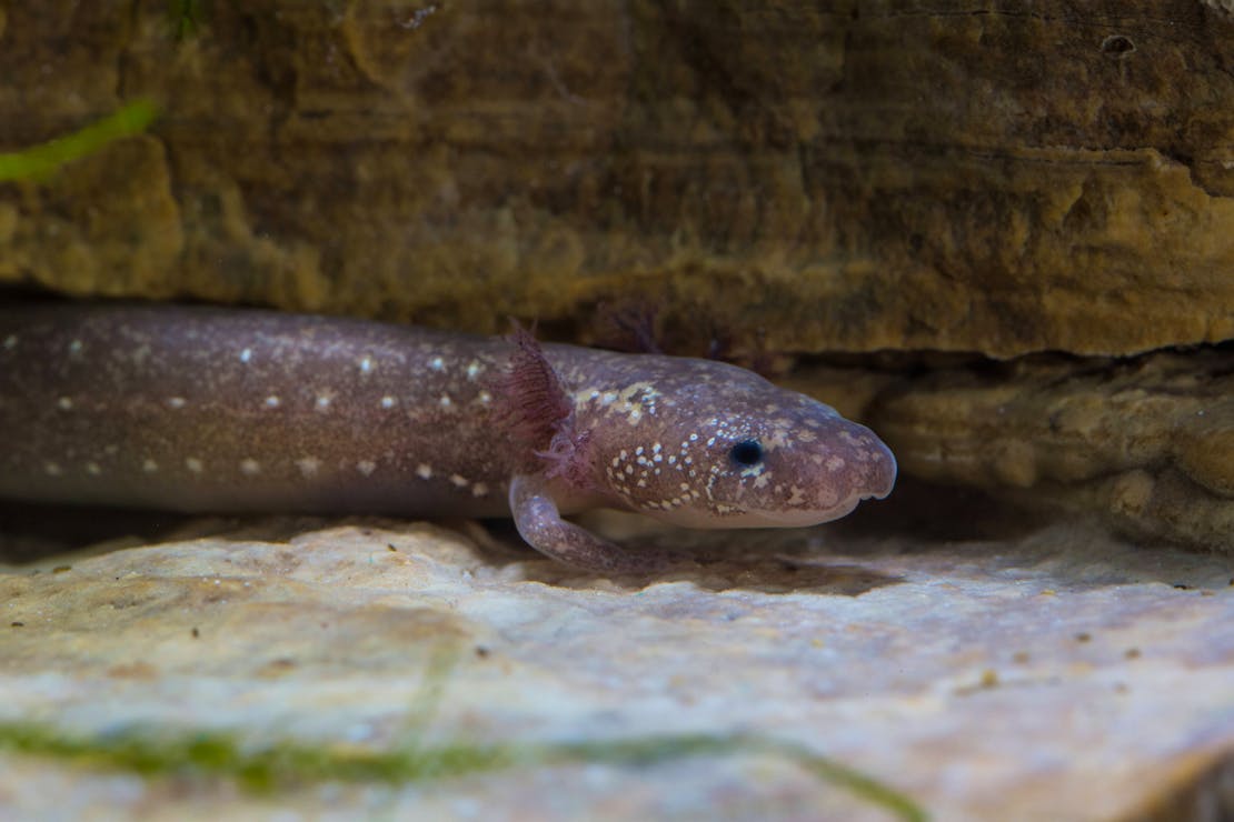 2016.05.11 - Barton Springs Salamander - San Marcos Aquatic Resources Center - Ryan Hagerty-USFWS