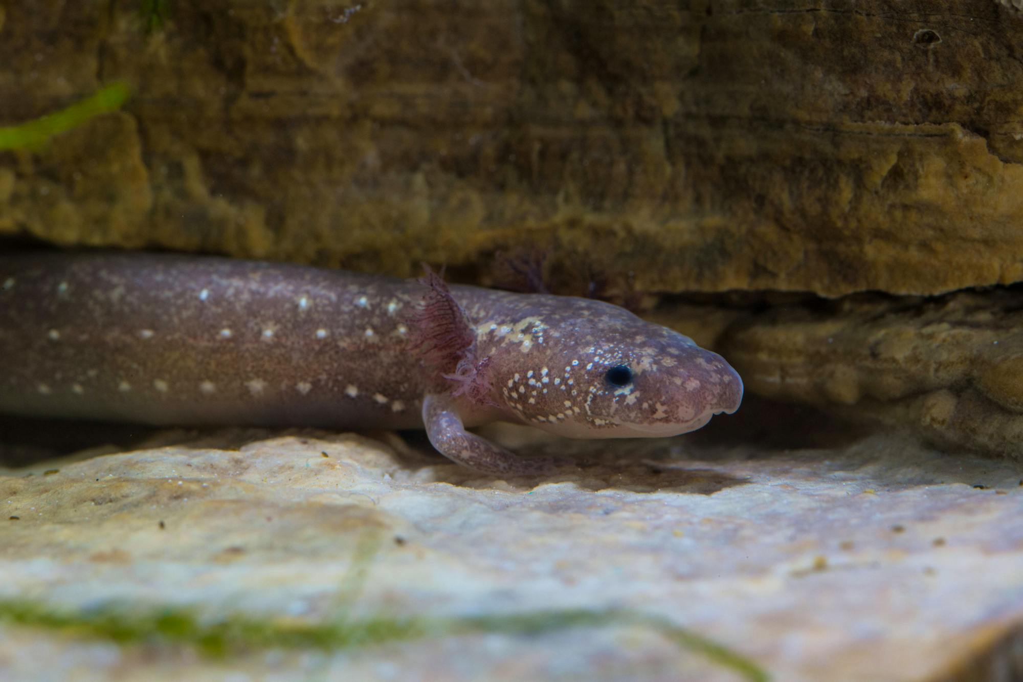 2016.05.11 - Barton Springs Salamander - San Marcos Aquatic Resources Center - Ryan Hagerty-USFWS