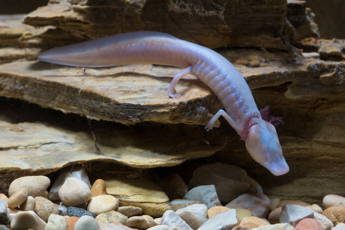 2016.05.11 - Texas Blind Salamander - Texas - Ryan Hagerty-USFWS