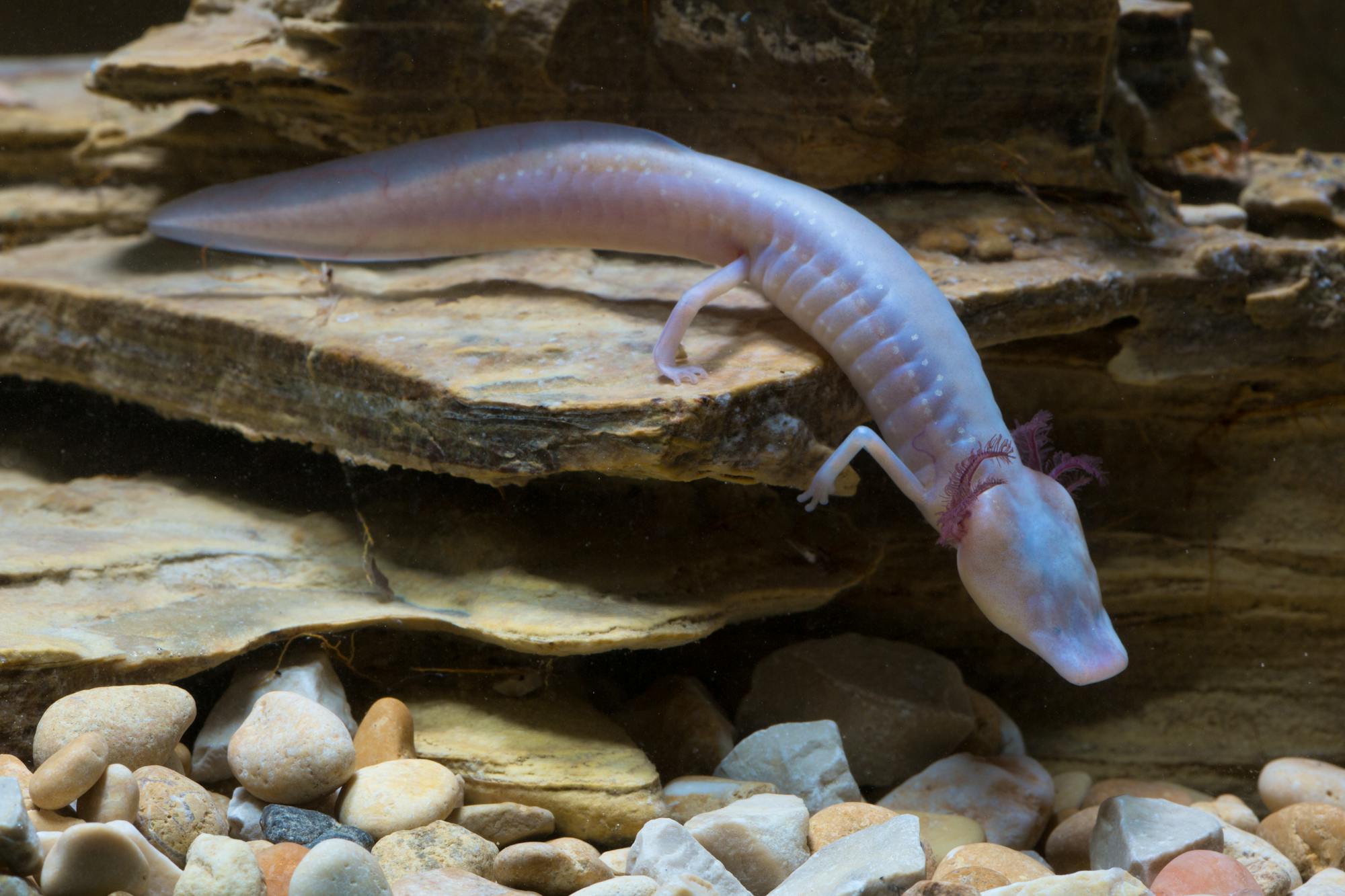 2016.05.11 - Texas Blind Salamander - Texas - Ryan Hagerty-USFWS