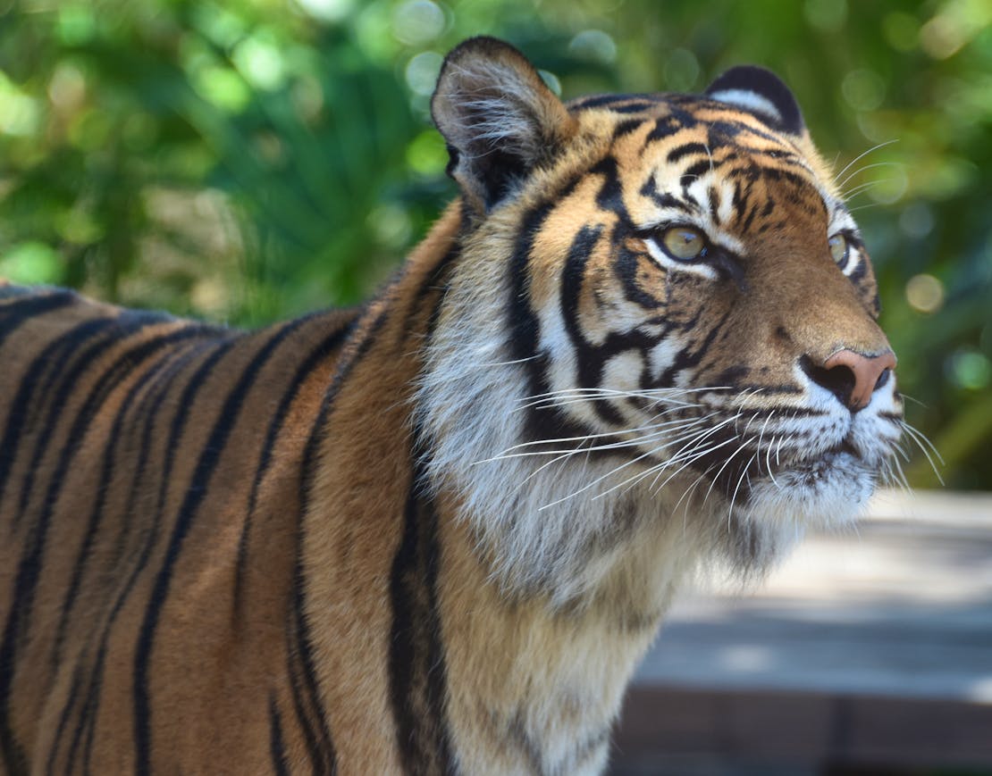 2017.11.19 - Sumatran Tiger Close-up - Australia - Sardaka (CC BY-SA 4.0 DEED)