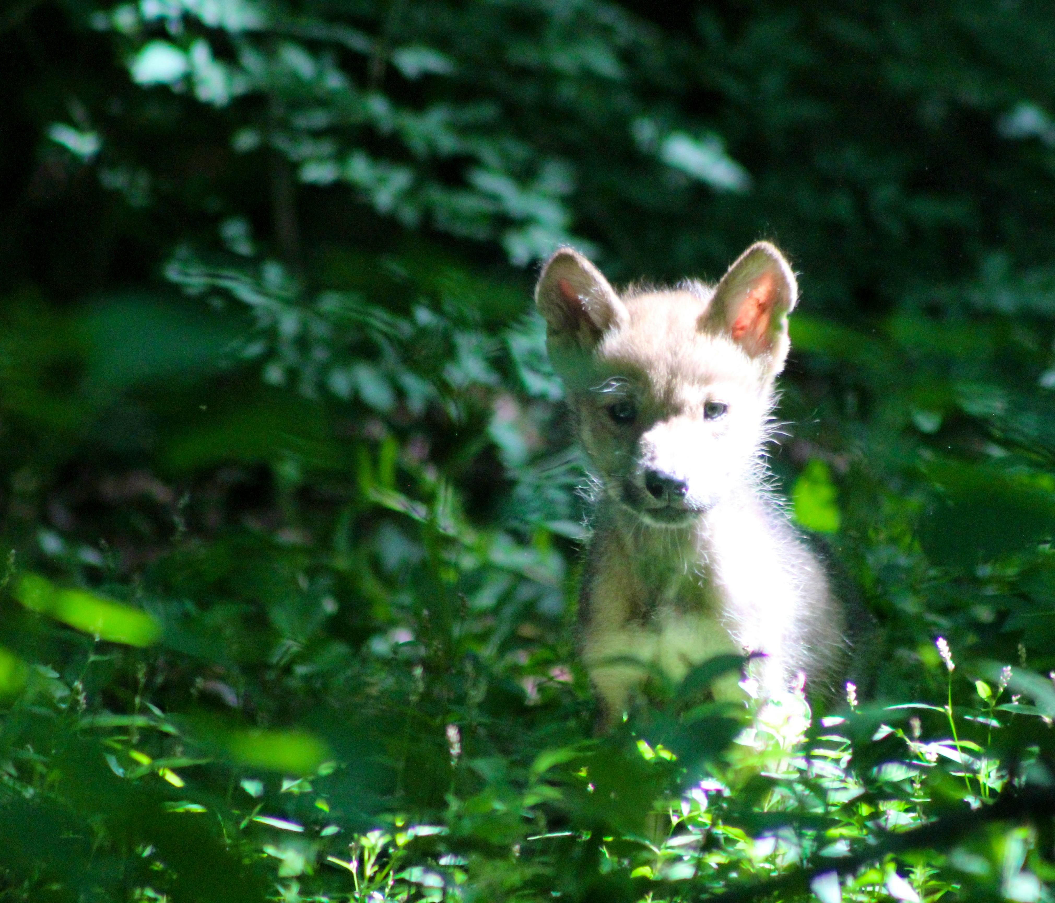 Young wolf pup peeks out of the foliage. 