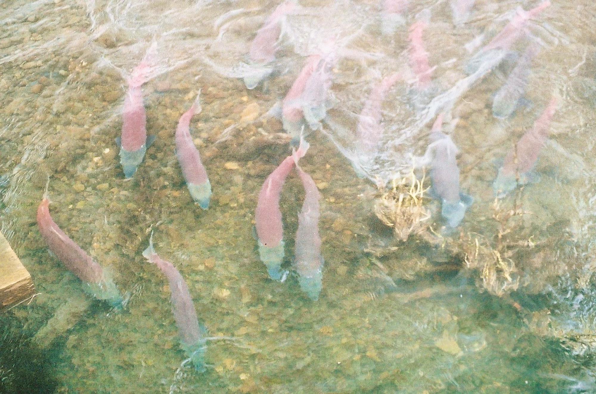 2018.10.26 - Sockeye Salmon Swimming in Eklutna Lake - Alaska - Hilton Lieberum (CC BY-NC-ND 2.0 DEED)