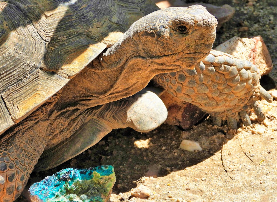 2019.03.30 - California - Agassiz Desert Tortoise - MCU 45 - Tom Egan-DOW