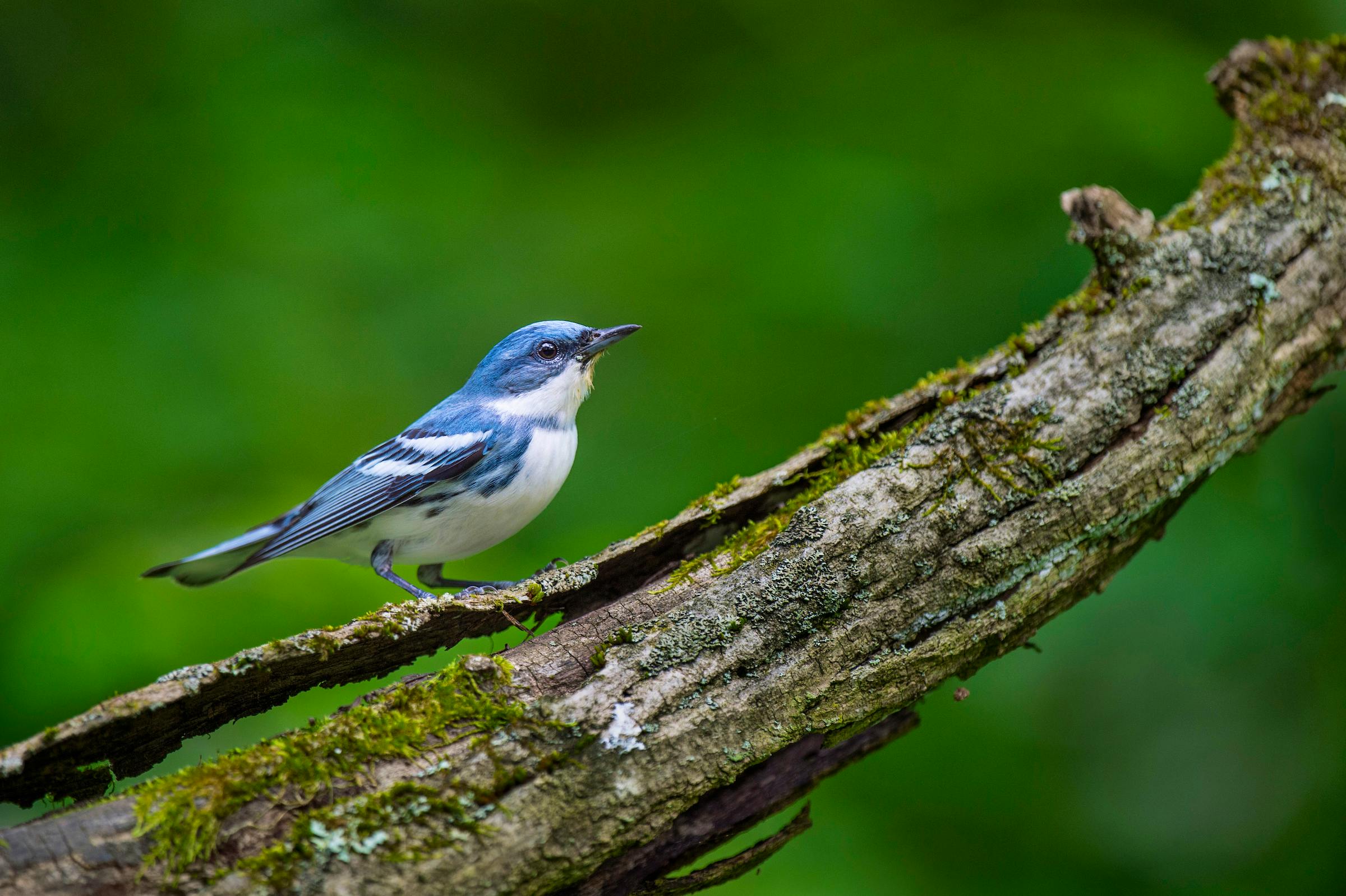 Cerulean Warbler on a Mossy Log