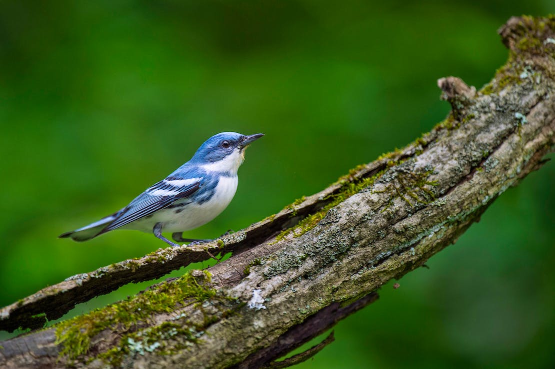 Cerulean Warbler on a mossy log 