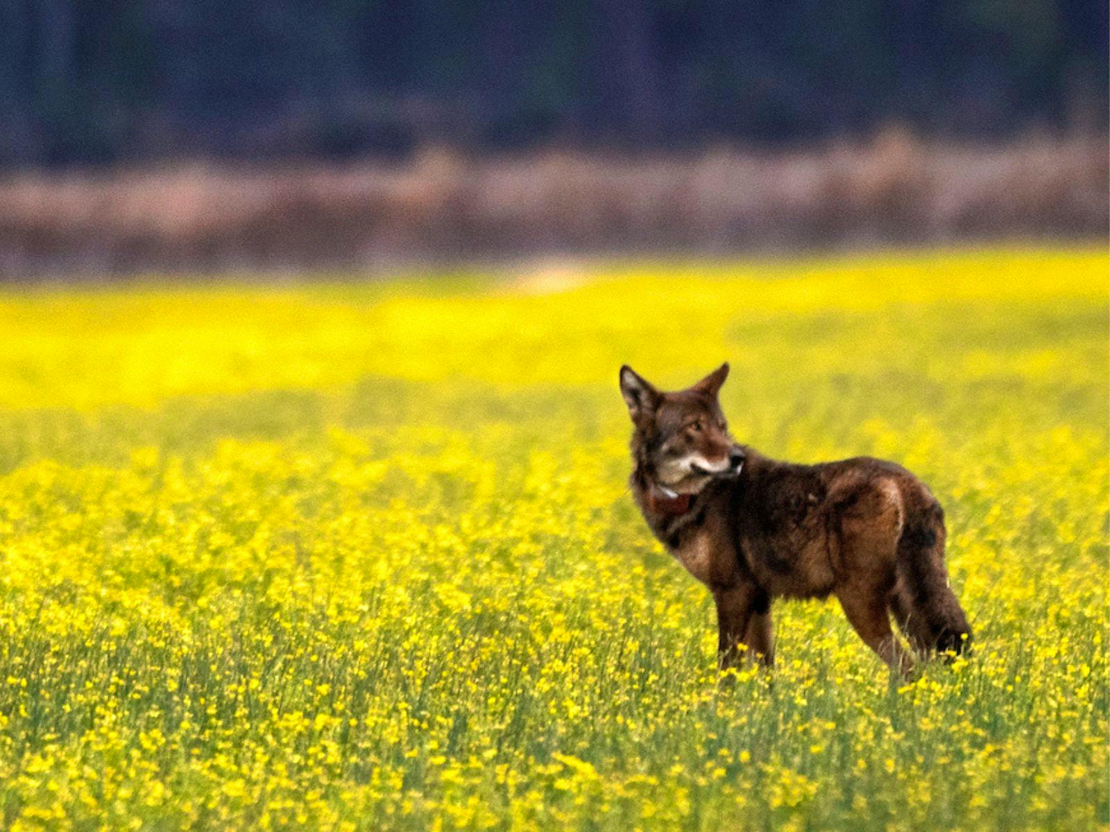 Wild Red Wolf in field at Alligator River National Wildlife Refuge in North Carolina