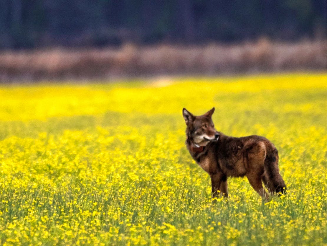 Wild Red Wolf in field at Alligator River National Wildlife Refuge in North Carolina