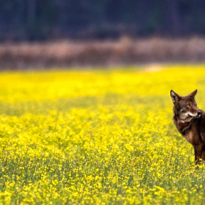 Red Wolf in Field at Alligator River National Wildlife Refuge