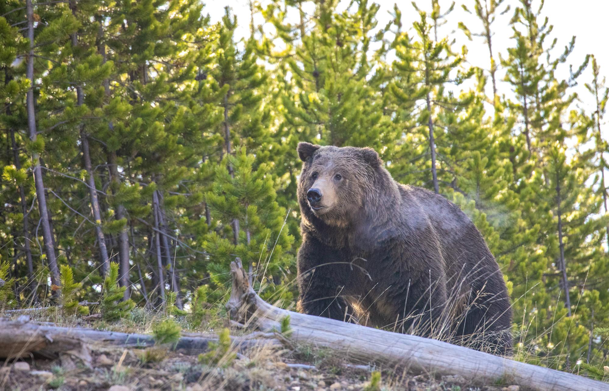 2020.09.08 - Grizzly Bear - Yellowstone National Park - Jim Peaco-NPS