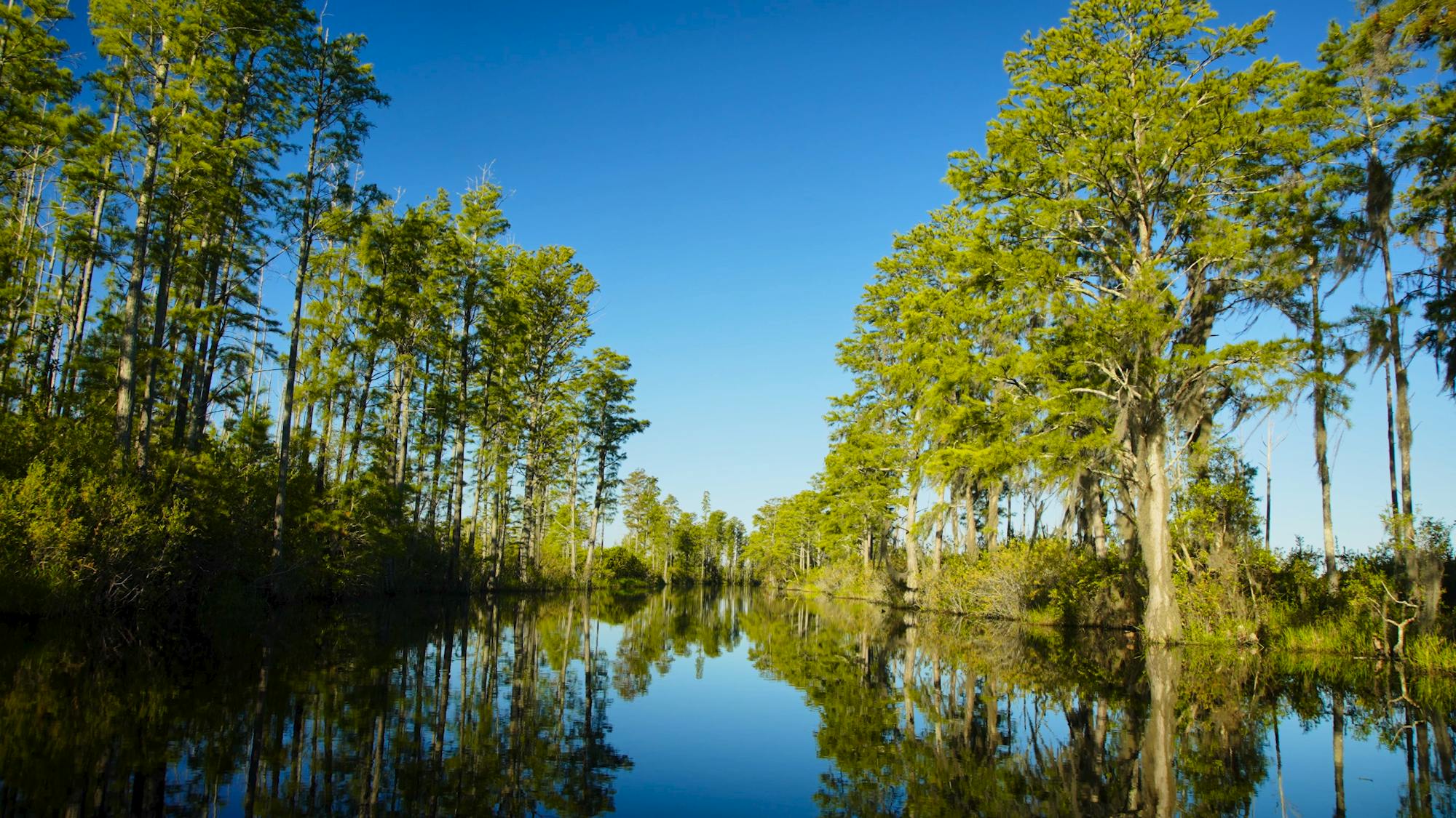 Swamp Lined with Trees at Okefenokee NWR