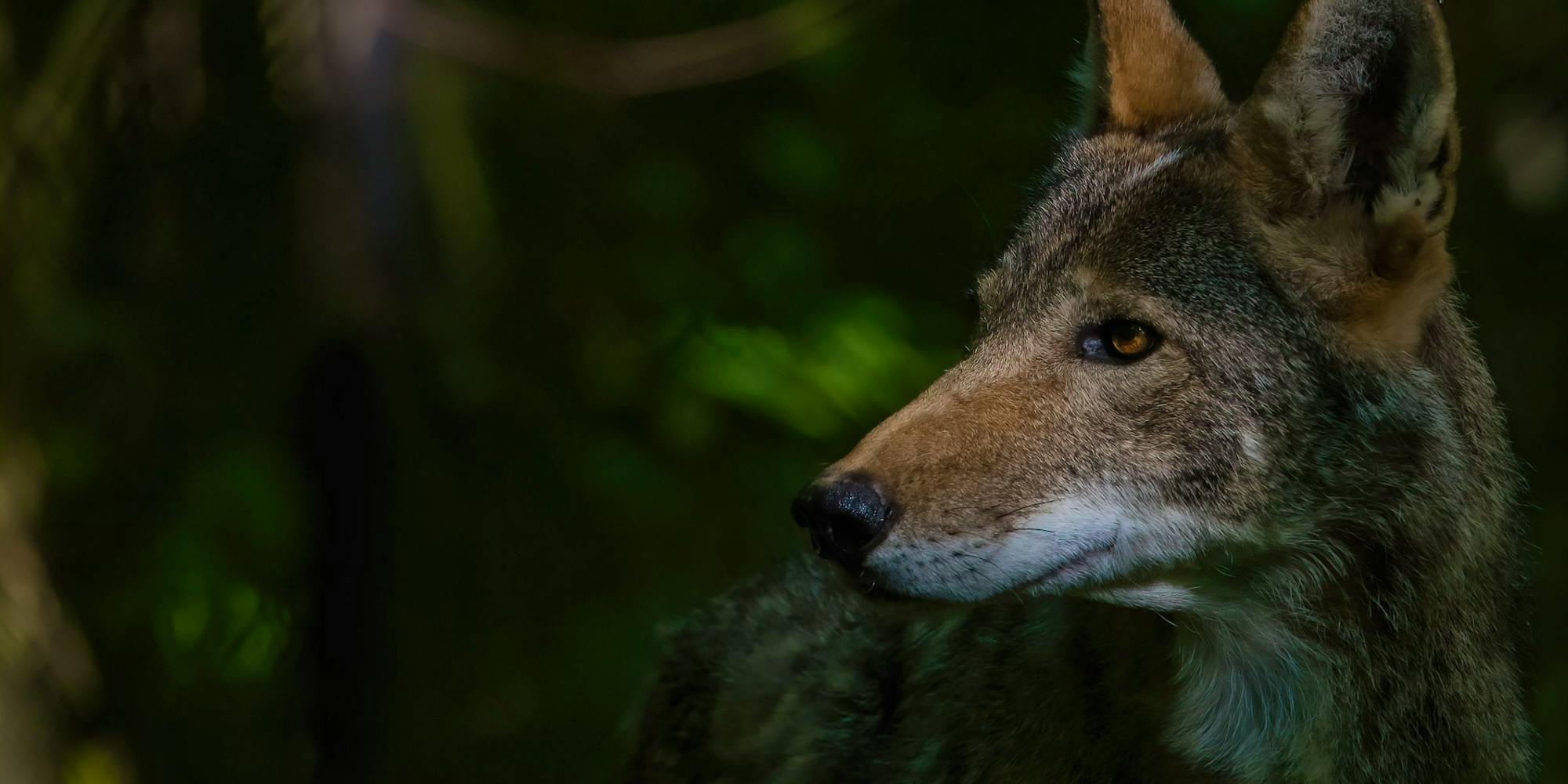 Male Red Wolf Profile 