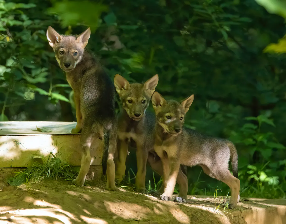 2022.06.03 - Three red wolf pups - Land Between the Lakes - Mel Cunningham-USFS