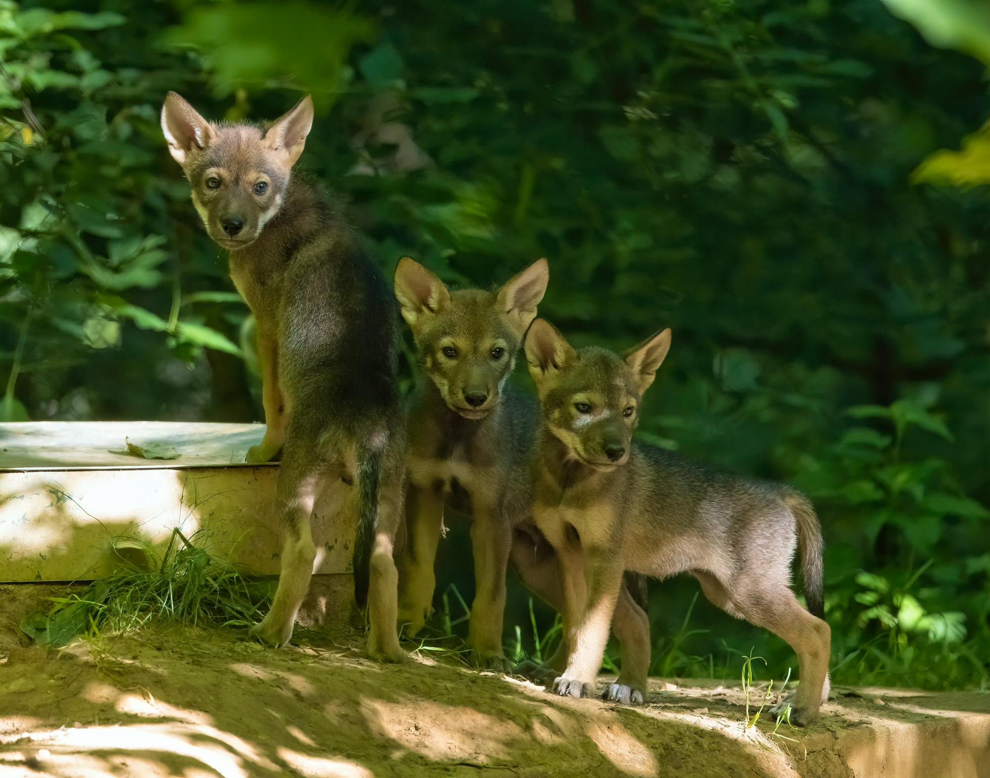 2022.06.03 - Three red wolf pups - Land Between the Lakes - Mel Cunningham-USFS