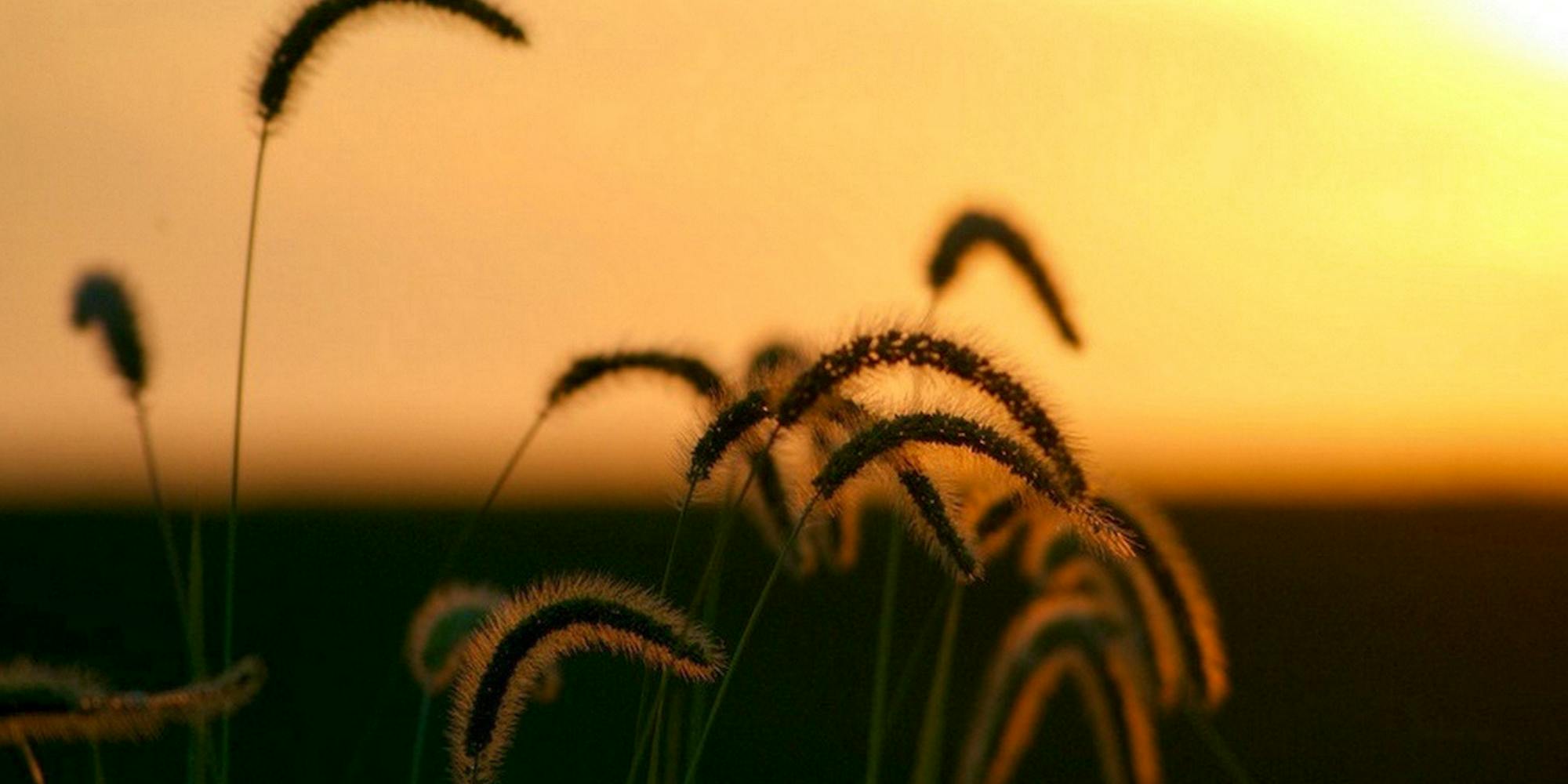 Heads of Grass - Sullivan County - Missouri - Misty Dawn Seidel