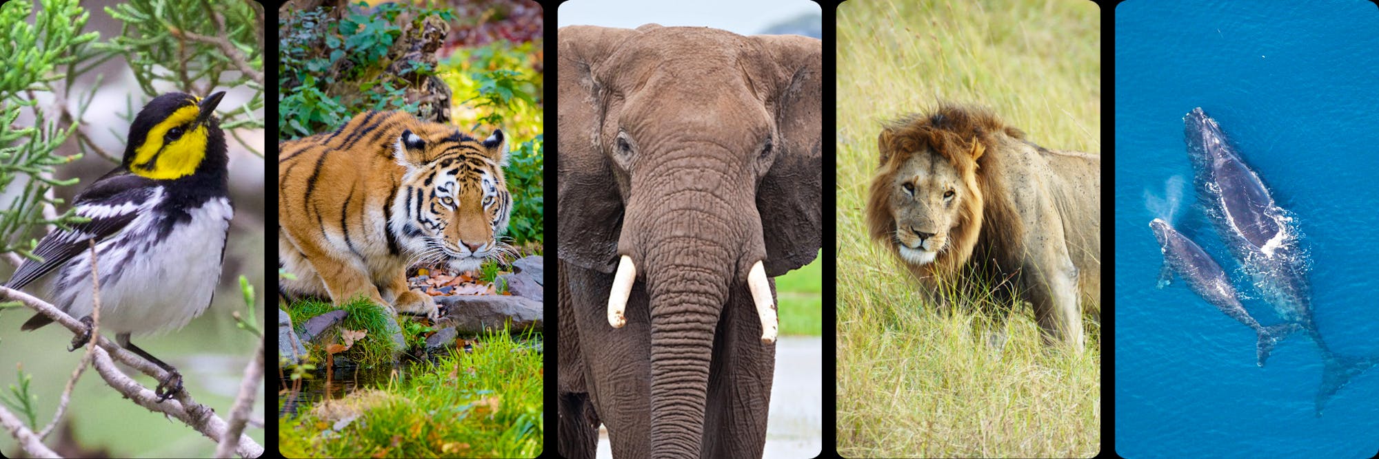 Endangered Species Day Header