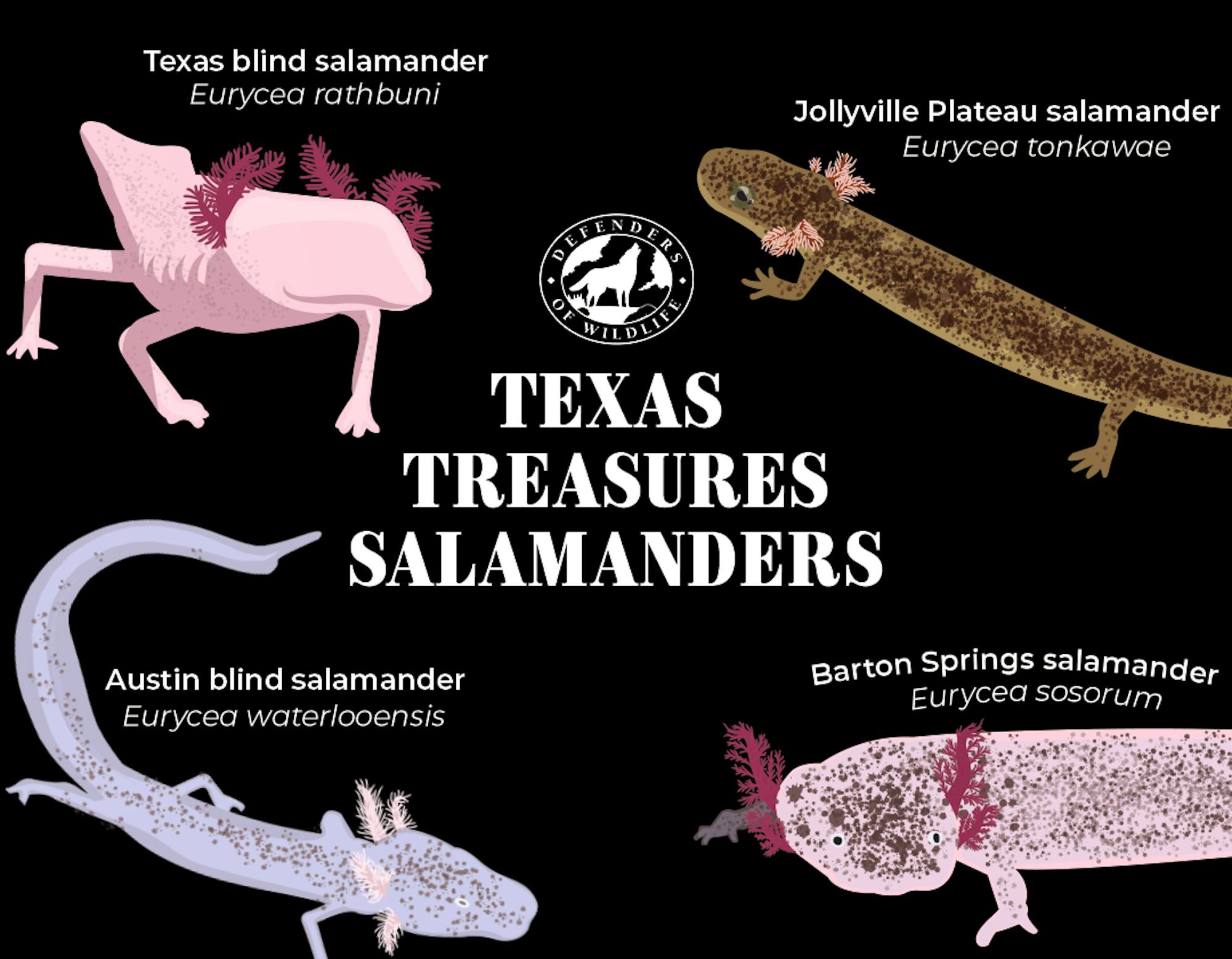 Texas Treasures Salamander Illustrations - DOW