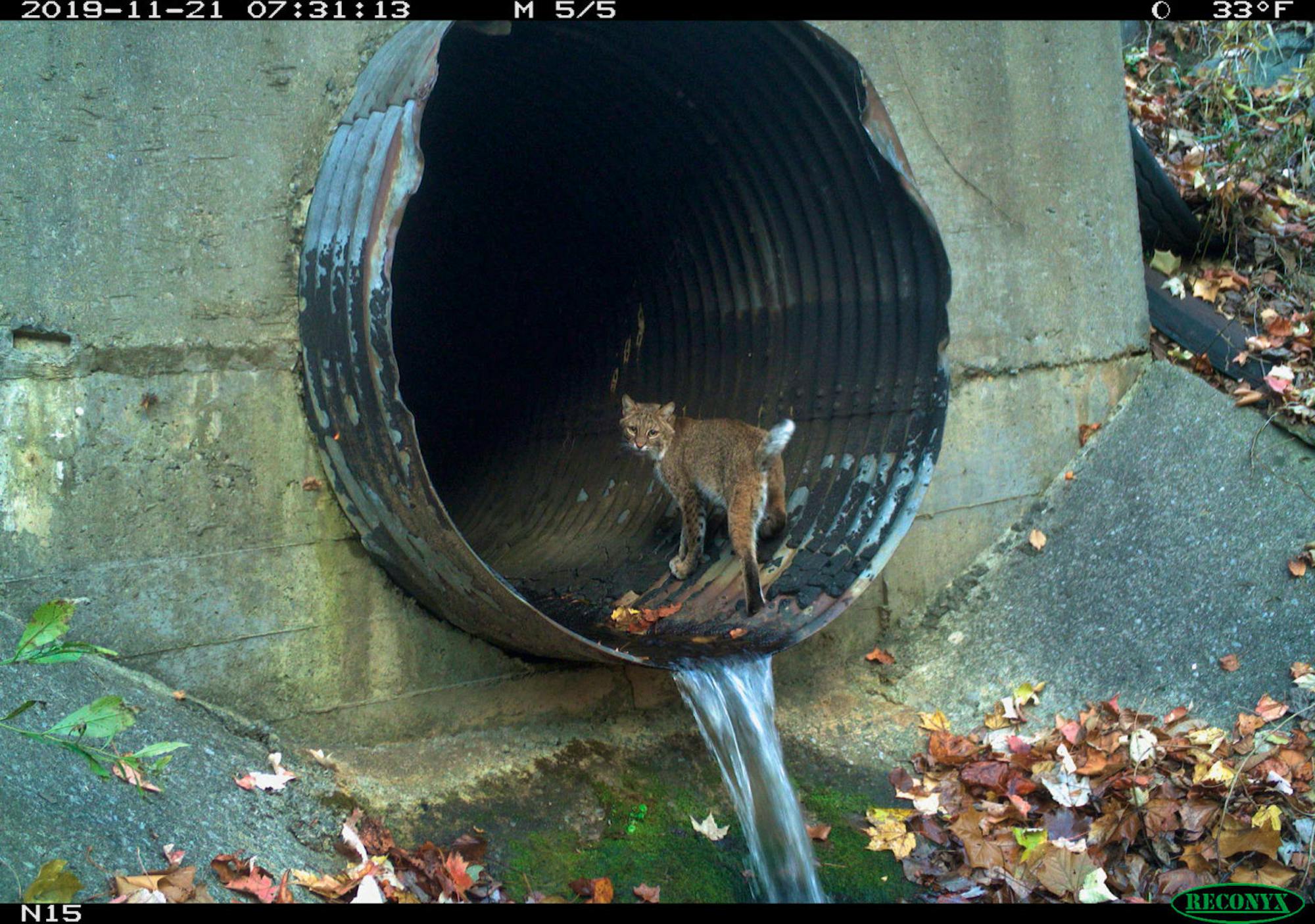 2021.11.21 - Bobcat Traveling Through a Culvert - National Parks Conservation Association and Wildlands Network