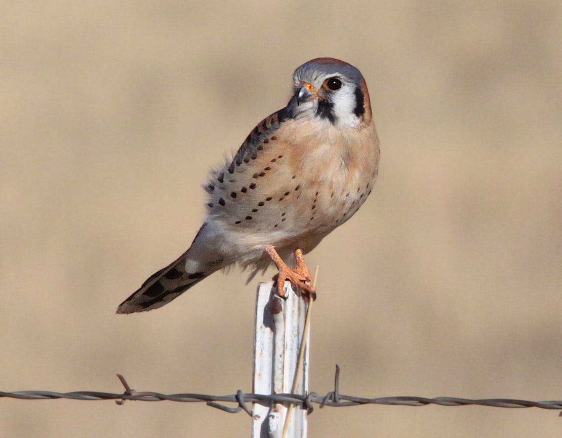 American Kestrel at San Rafael grasslands