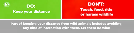 The Do’s and Don’ts of Viewing Wildlife in the Wild | Defenders of Wildlife