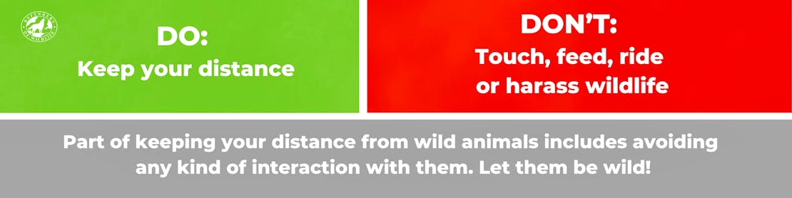 Do: Keep your distance. Don't: Touch, feed, ride or harass wildlife.