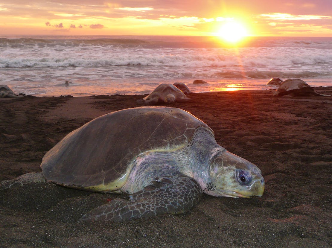 Loggerhead turtle at sunset