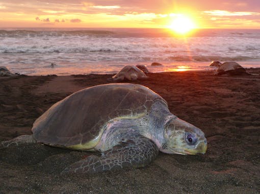 Loggerhead turtle at sunset 