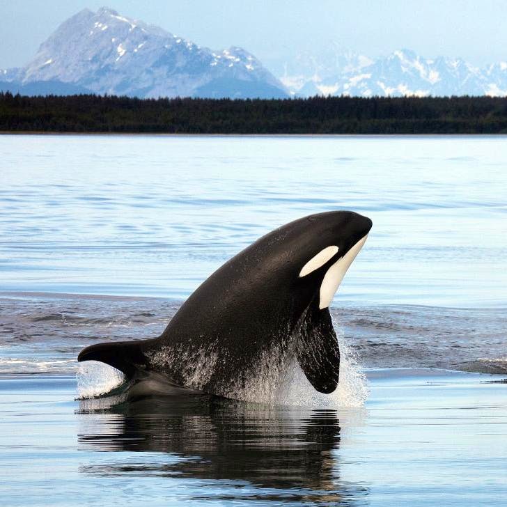 Two orcas swimming in a body of water. The orca on the left is jumping out of the water and the one on the right is breaching, just poking its dorsal fin and tops of head out. There are faint mountains in the background.