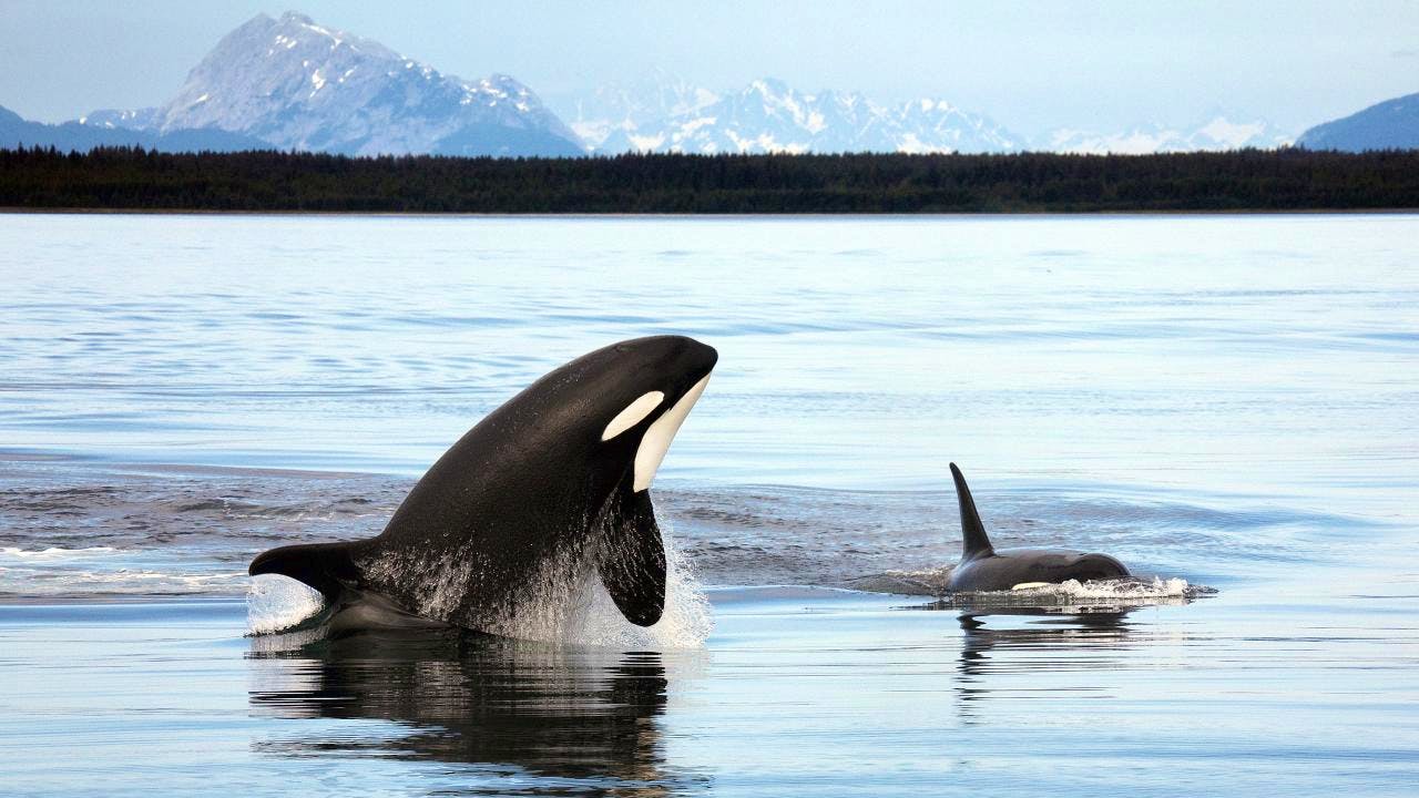 Two orcas swimming in a body of water. The orca on the left is jumping out of the water and the one on the right is breaching, just poking its dorsal fin and tops of head out. There are faint mountains in the background.