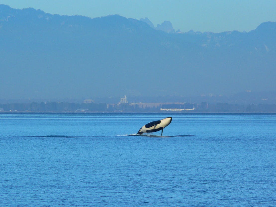 An orca jumps out of the water. It's head is angled up towards the sky but its underbelly faces the camera. There is a faint outline of mountains in the background.