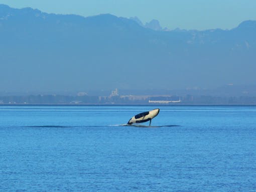 An orca jumps out of the water. It's head is angled up towards the sky but its underbelly faces the camera. There is a faint outline of mountains in the background.