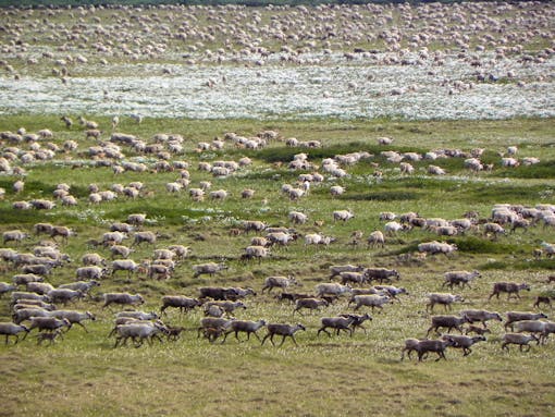 Caribou Roaming Across Field - Alaska - Lois Epstein