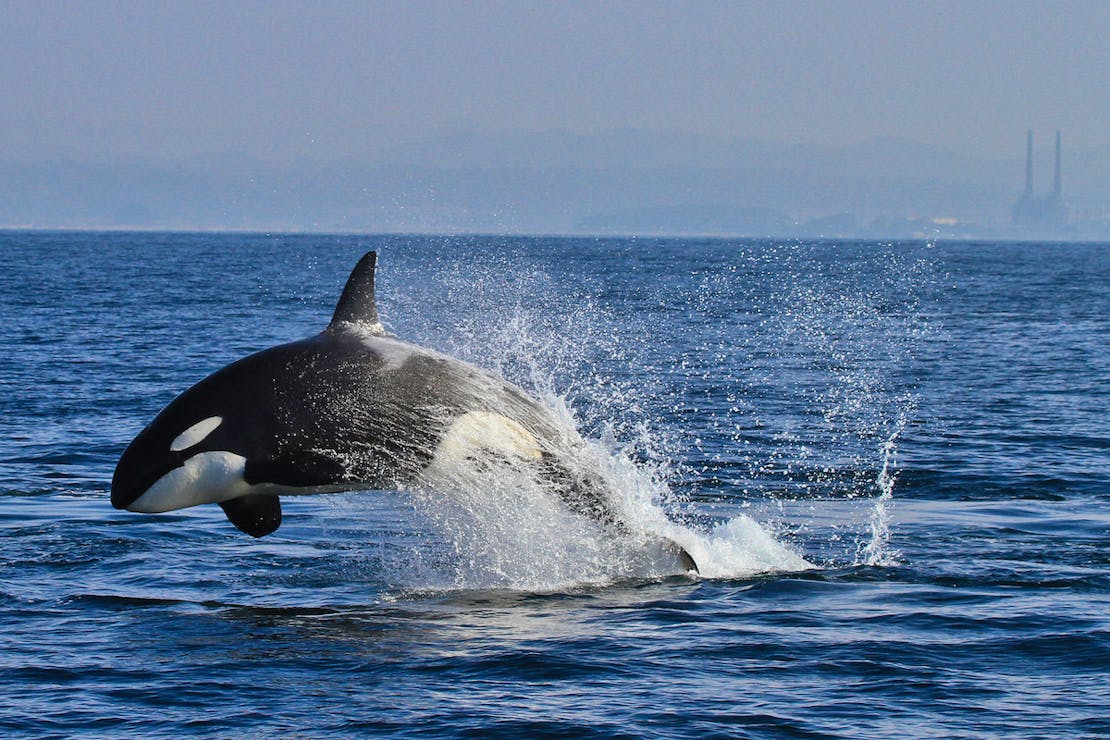 A Transient orca jumps out of the water, making an arch with its body. It's back half and tail are almost completely covered with a white wave, splash.