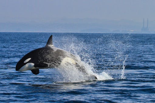 A Transient orca jumps out of the water, making an arch with its body. It's back half and tail are almost completely covered with a white wave, splash.