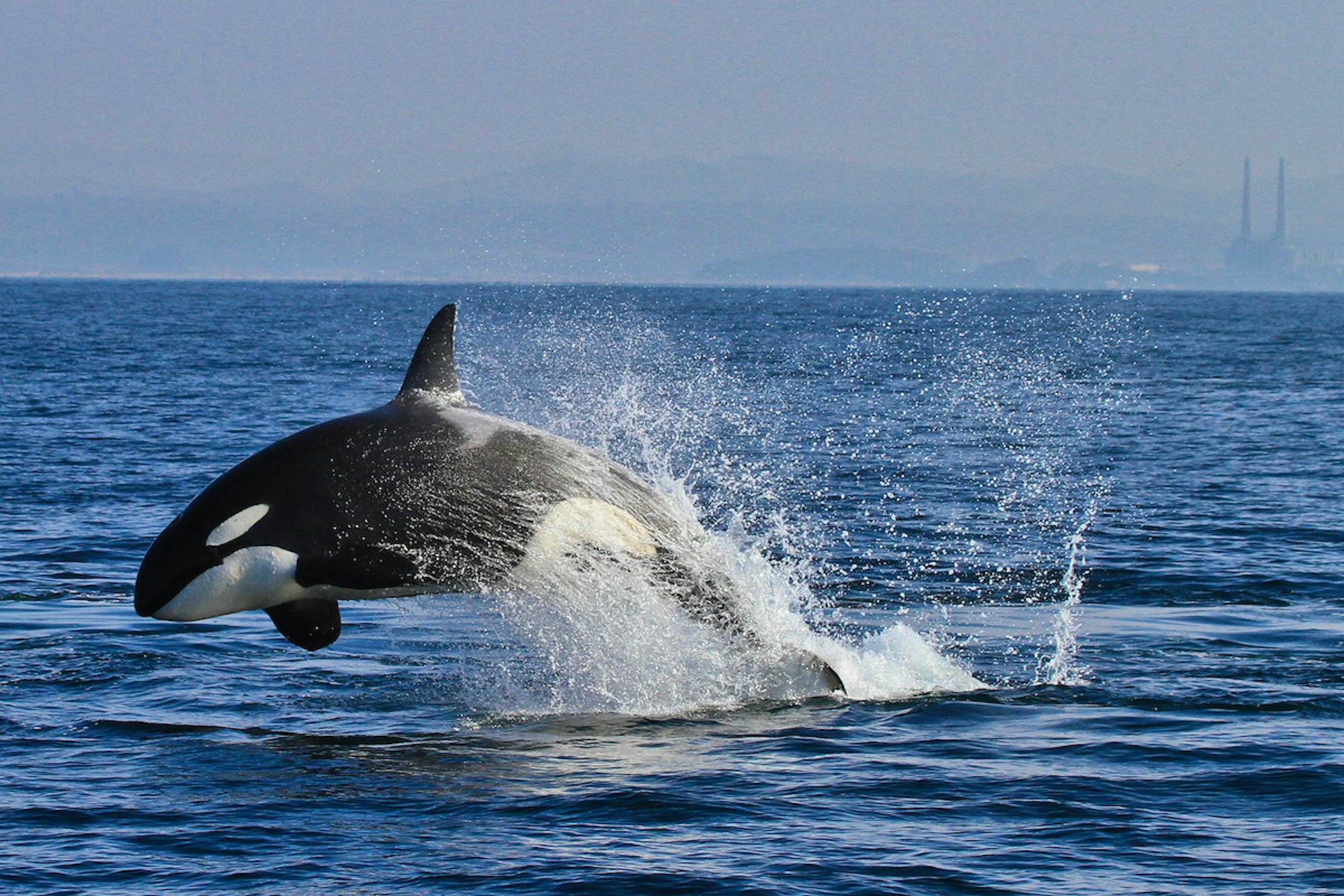 2011.12.10%20-%20Jumping%20Transient%20O