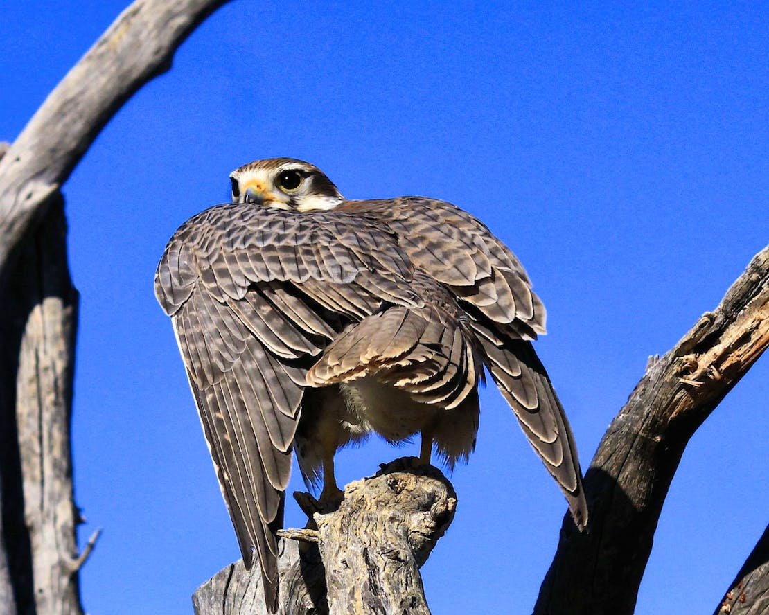 Prairie Falcon on a Branch