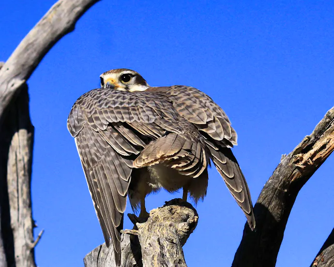 Birds of Prey: Meet the Raptors of the Prairie Grassland | Defenders of ...