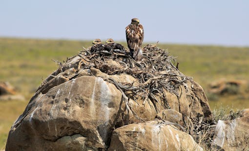 Ferruginous Hawk Nest