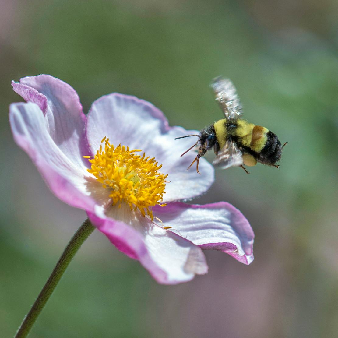 Rusty Patched Bumble Bee Pollinates on Anemone