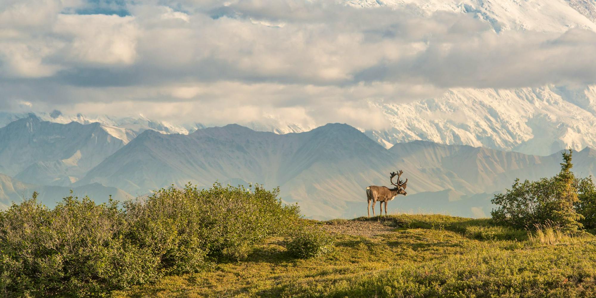 Caribou at Denali National Park