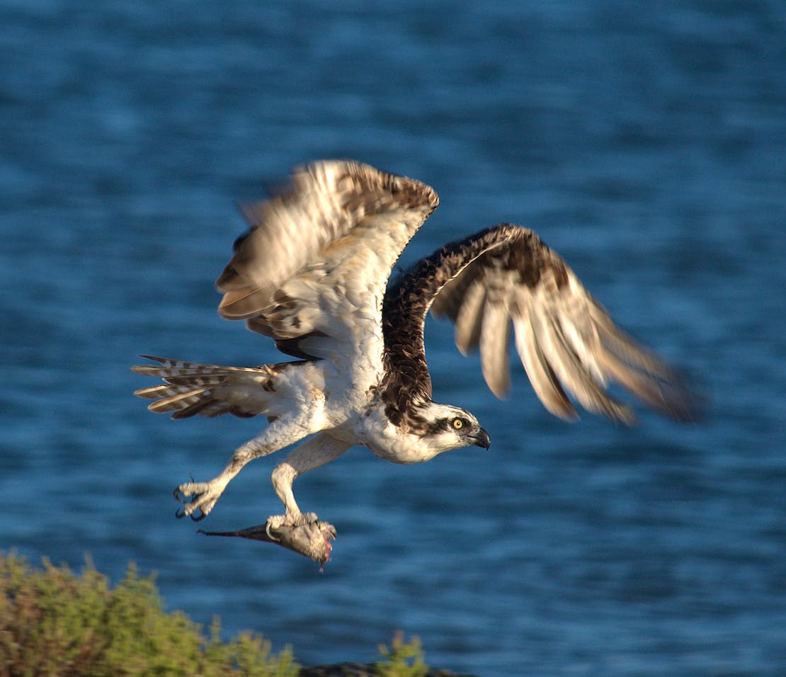 Osprey catching a fish 