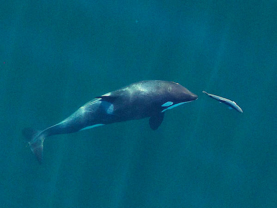 A young southern resident orca chases a chinook salmon under the water. The photo is taken from above.