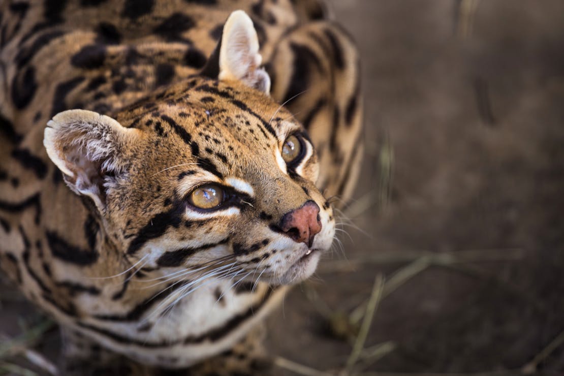 Ocelot looking up at camera 