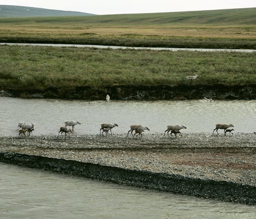 Caribou and Calves crossing a river at National Petroleum Reserve Alaska