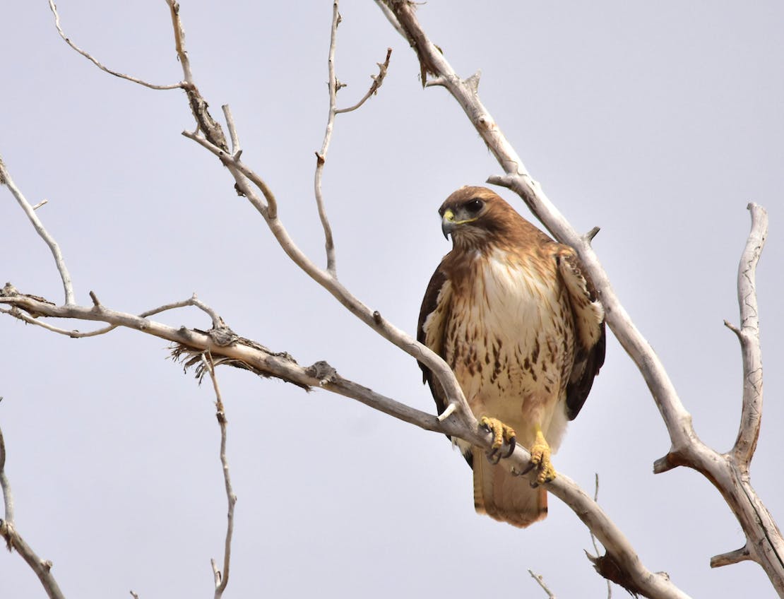 Red-Tailed Hawk on Branch - Seedskadee National Wildlife Refuge - Wyoming