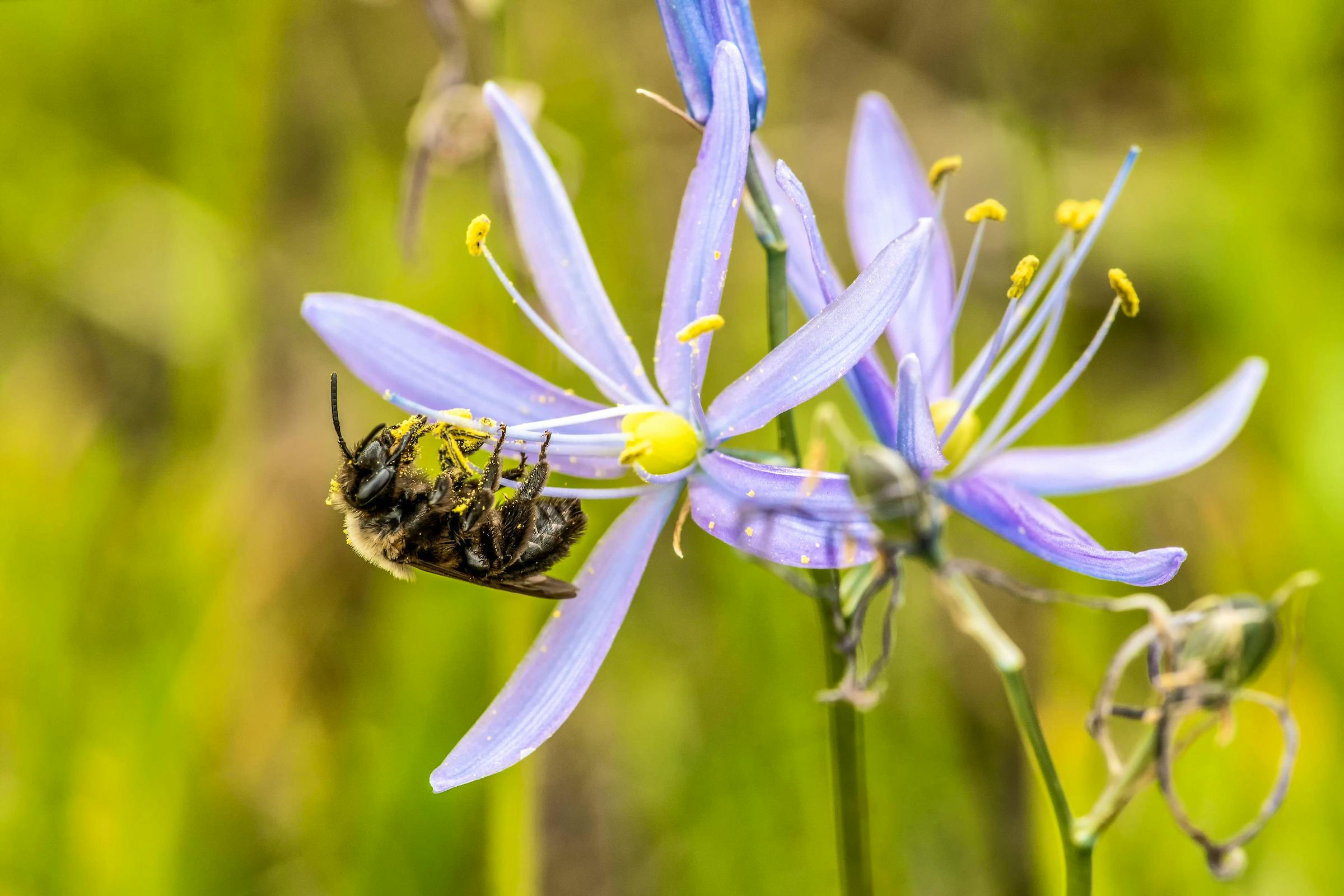 Franklin's Bumblebee on Wildflower