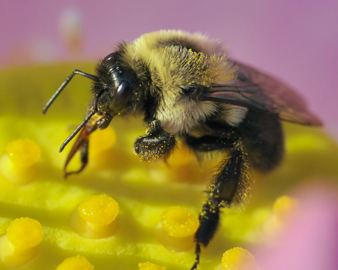 Close up of bumblebee pollinating on Lotus