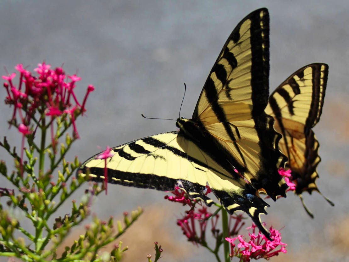 Tiger Swallowtail Butterflies on wildflowers 