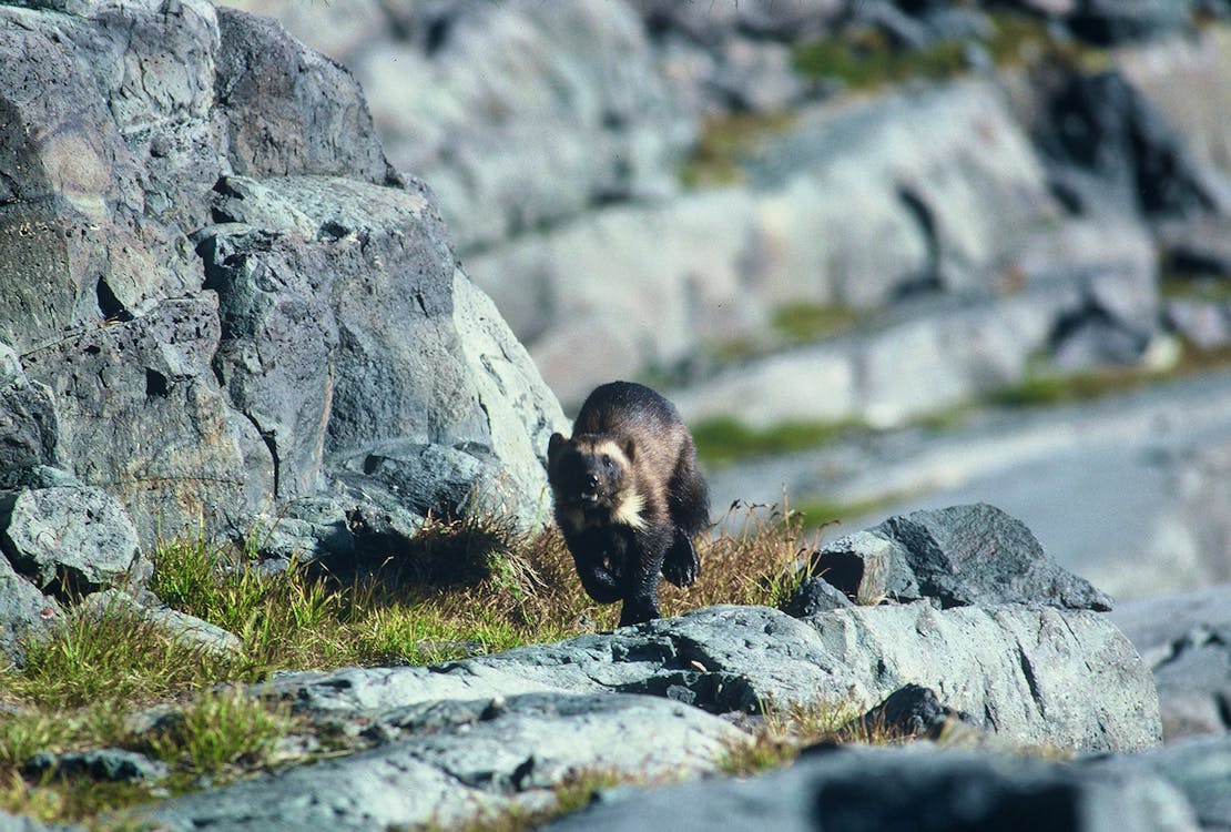 Wolverine on a rocky slope 